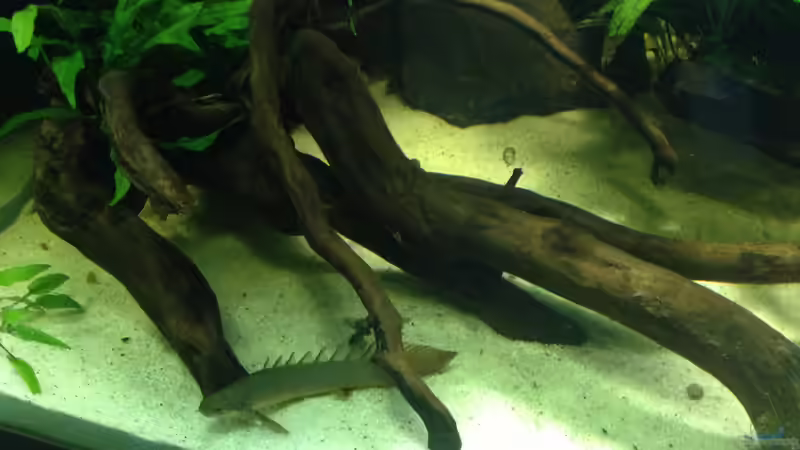 Polypterus Senegalus  von SML (14)