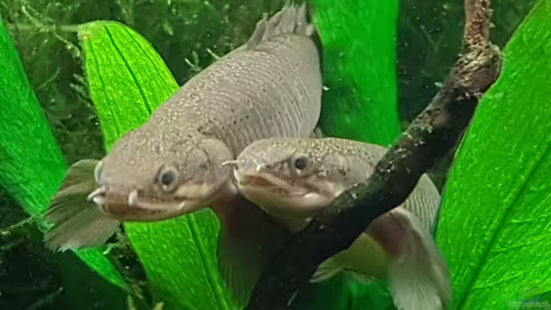 Polypterus Senegalus bei der Balz von Arne Wilkens (22)