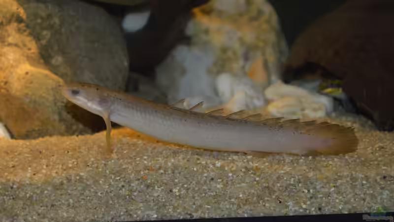 Polypterus Senegalus von David Breuers (16)