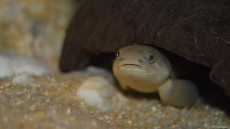 Einrichtungsbeispiele für die Haltung von Polypterus senegalus (Senegal-Flösselhecht) im Aquarium