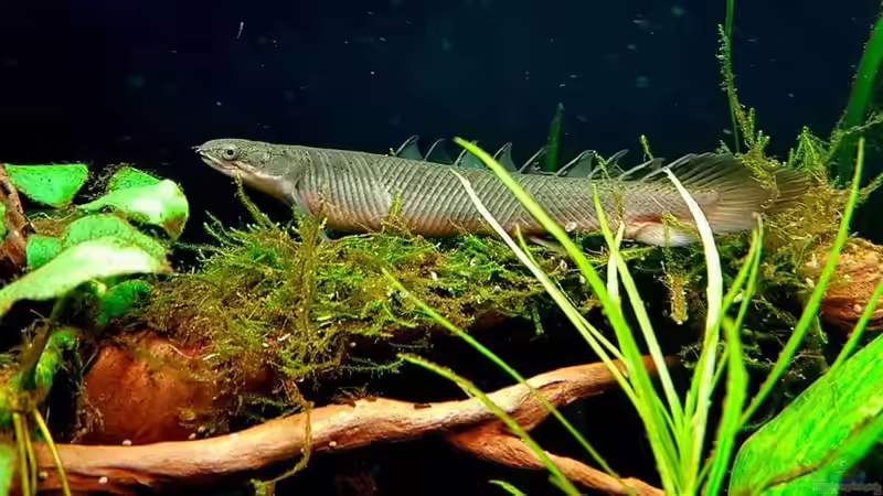 Einrichtungsbeispiele für die Haltung von Polypterus senegalus (Senegal-Flösselhecht) im Aquarium