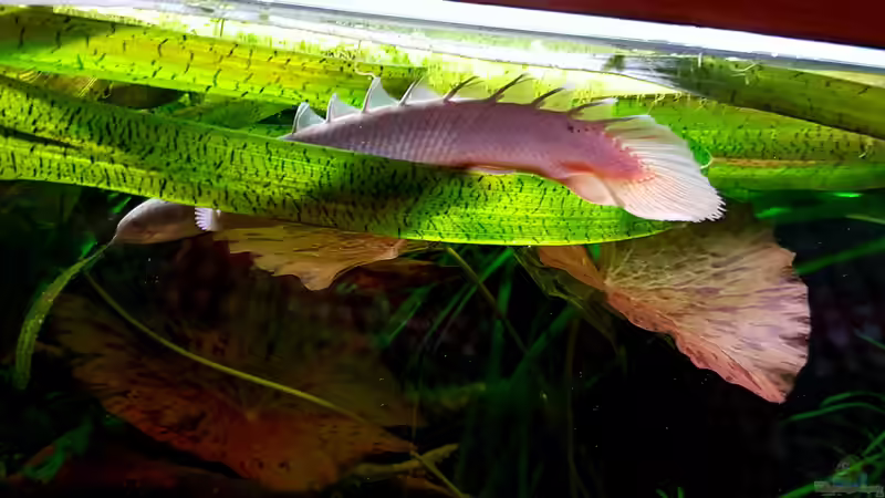 Polypterus im Aquarium halten (Einrichtungsbeispiele für Eigentliche Flösselhechte)