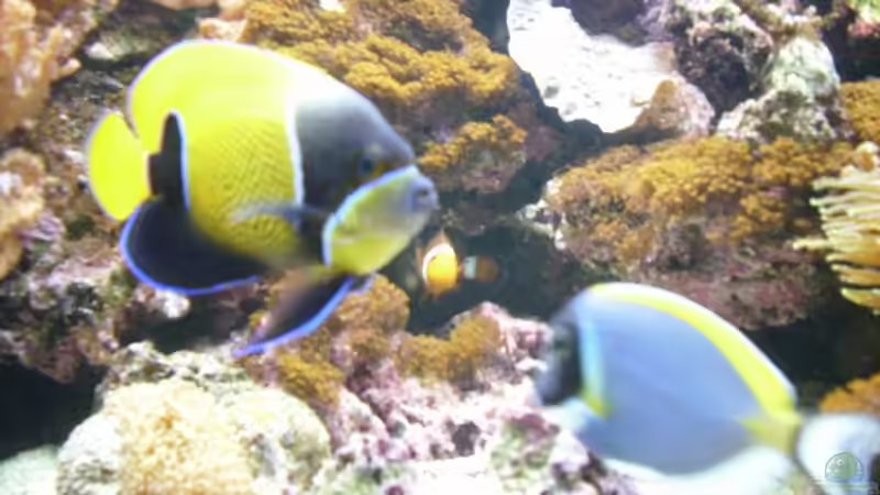 Pomacanthus narvarchus von EX-MALAWI (18)