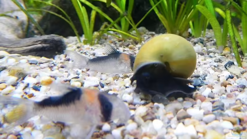 Pomacea bridgesi von borellii (25)