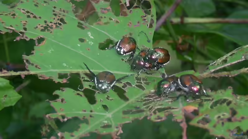 Popillia japonica (Japankäfer) in Deutschland — Erkennen, Melden, Bekämpfen