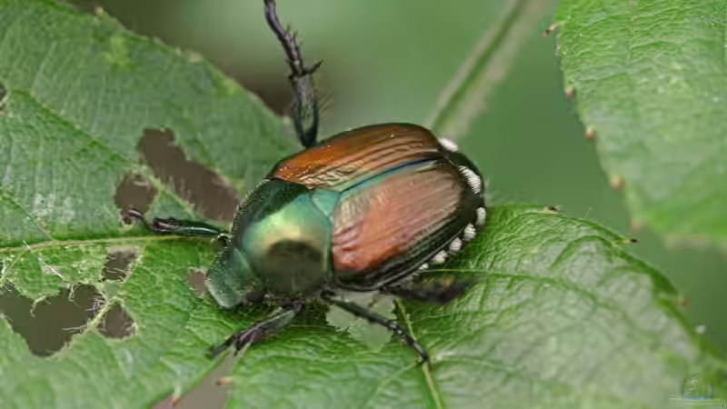 Popillia japonica (Japankäfer) in Deutschland — Erkennen, Melden, Bekämpfen