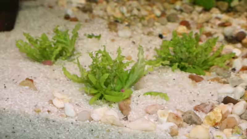 Popostemon helferi von StefanE. (10)