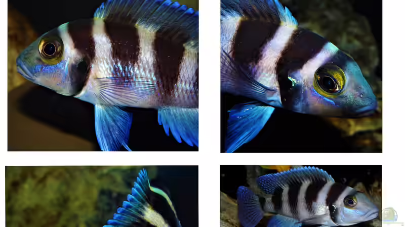 Portfolio Neolamprologus tretocephalus von Cichliden-Kabuff (52)