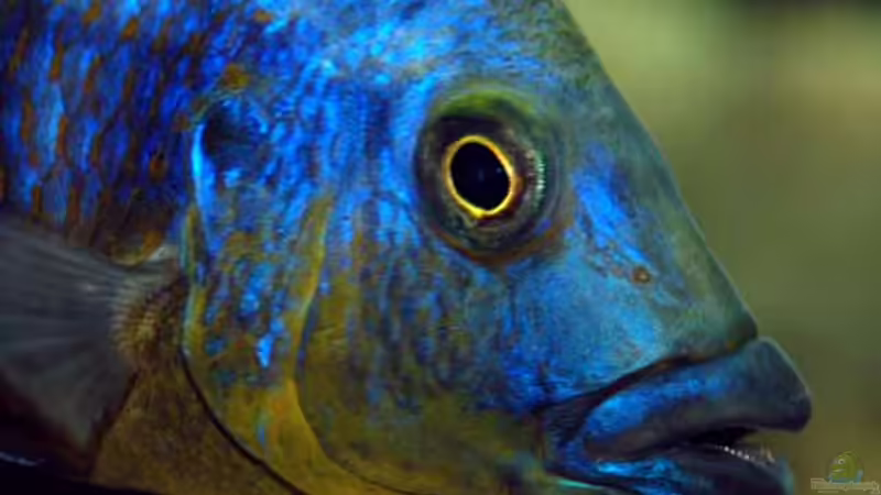 Porträt Eclectochromis mbenji thick lip von Heiko Gröschel (31)