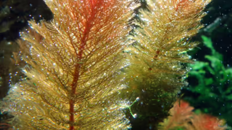 Portrait: ´Blubbernde Rotalla´ von koba2 (18)