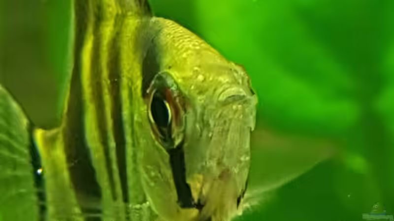 Portrait Altum  von Aqua-Ossie (11)