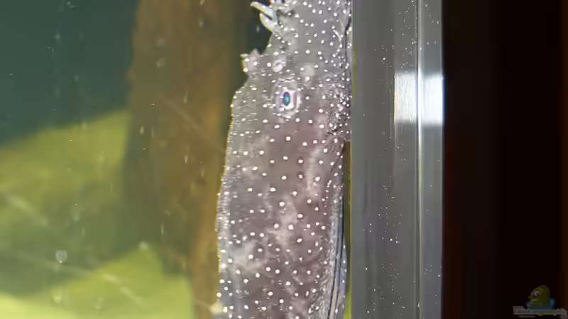 Portrait con Ancistrus dolichopterus von Knorpelfisch (27)