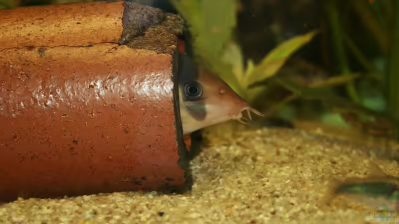 Portrait einer Clownschmerle, noch im ??bergangs-Becken von Hollyday (13)