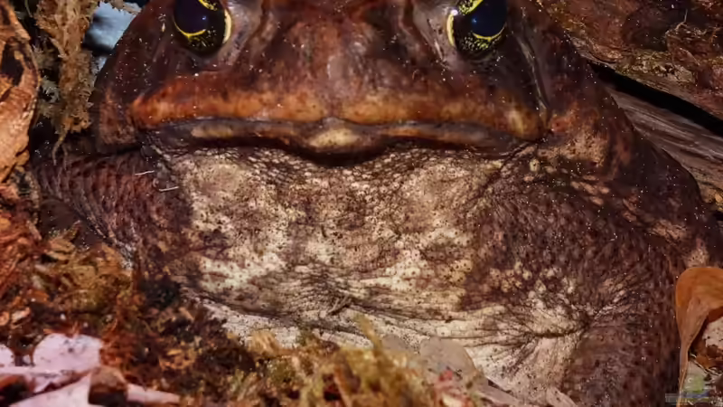 Portrait Elßbeth von Cichliden-Kabuff (28)