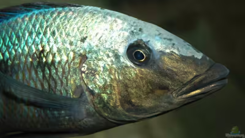 Portrait Fossorochromis rostratus von Heiko Gröschel (33)