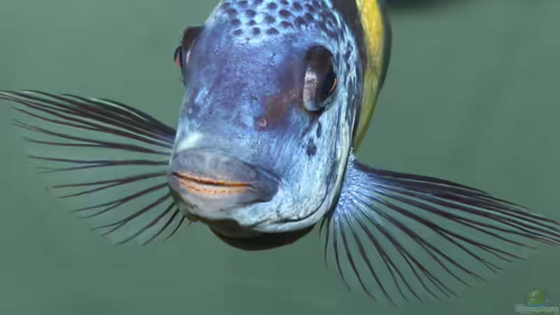 Portrait Frau Maswa :-) von Maswa (10)