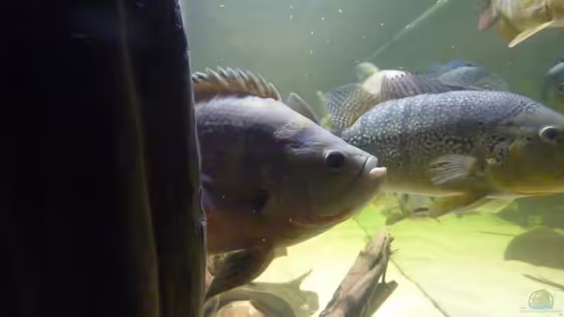 Portrait vom großen Männchen...er mißt ca. 35 cm. von aquazonica (16)