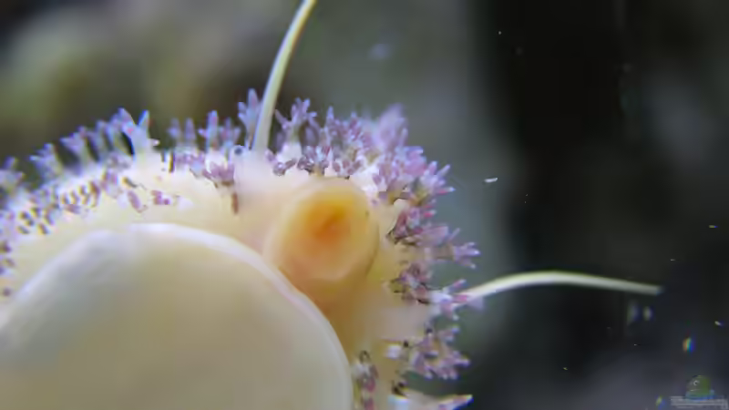 Porzellanschnecke Cypraea moneta - Kauri - Erosaria moneta von Merya (20)