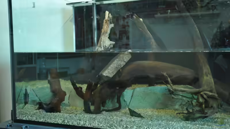 Positionierung der Wurzeln beim Einrichten von Andy90 (24)