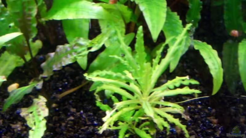 Postemon Helferi von navigator1 (15)