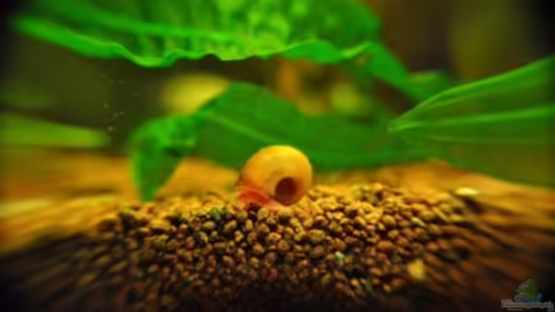 Posthörnchen von Garfield (27)