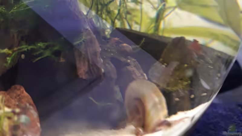 Posthörnchen von Glücksscherbe (12)