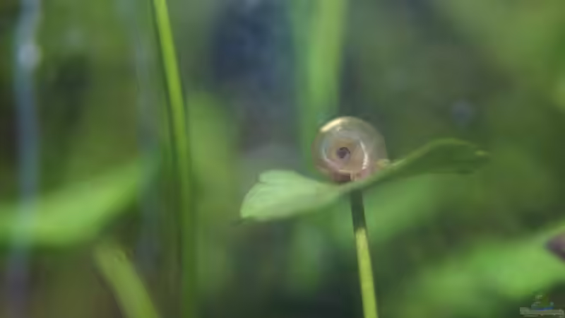 Posthörnchen von Hamstermaus (15)