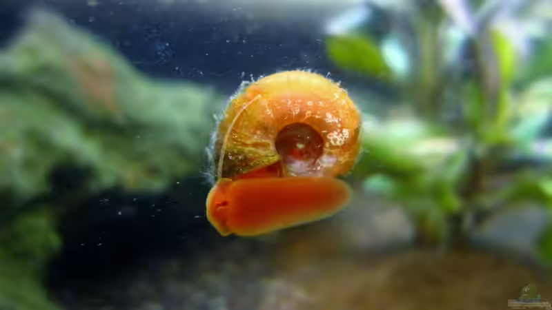 Posthörnchen von Lisa K. (7)