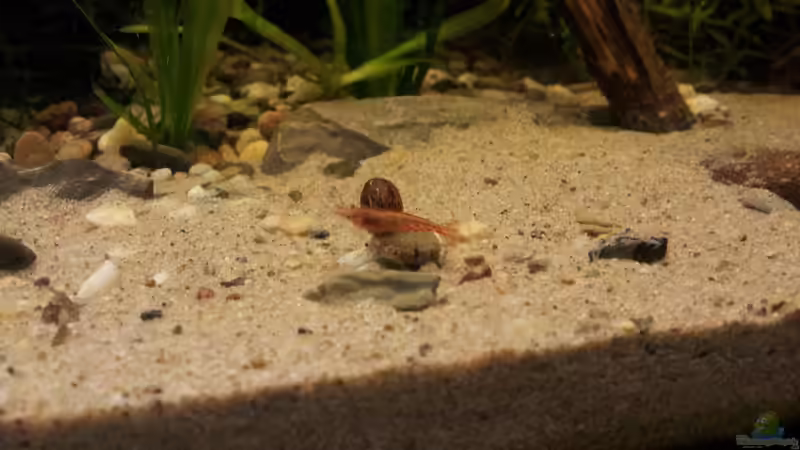 Posthorn + Red Fire von Michael Scheffler (33)