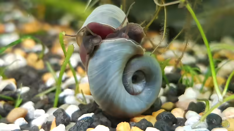 Posthorn Blau von Manuela&Mike (22)