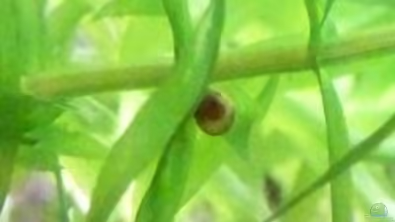 Posthorn? von Inz (24)