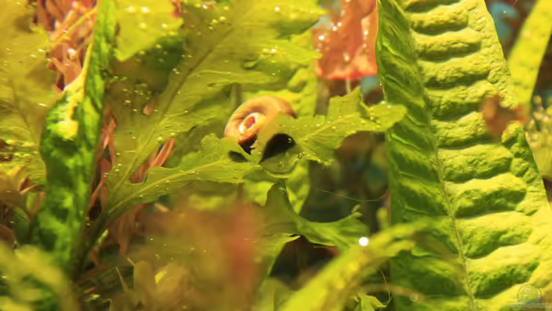 Posthorn von Peter Niehuber (2)