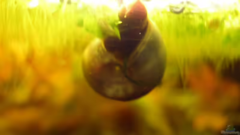 Posthornschnecke, Mitbringsel im letzten Pflanzenpaket von Südamerikafreak BK (41)