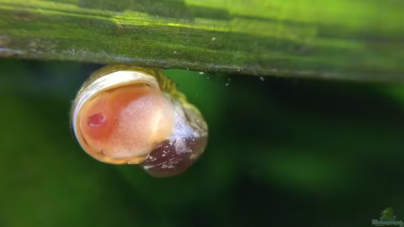 Posthornschnecke  von Yasmine (44)