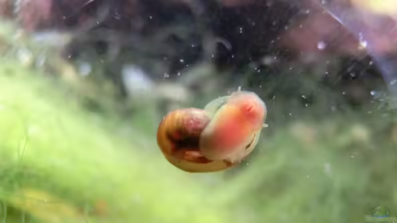 Posthornschnecke am 27.07.2016 von Laufilauf (37)