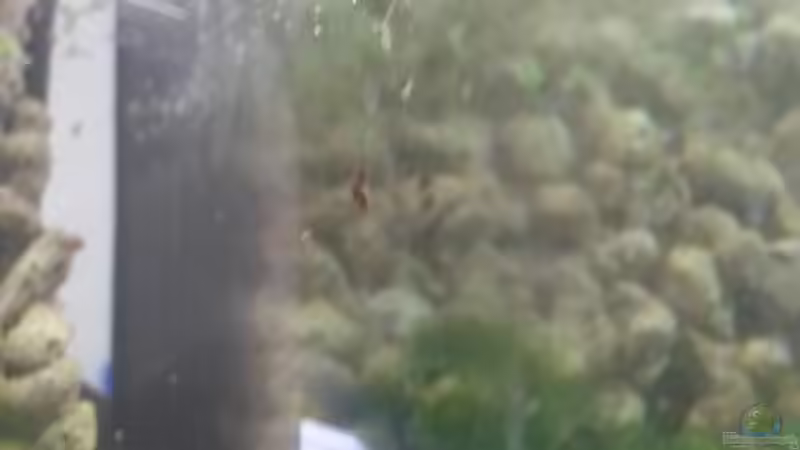 Planorbarius corneus im Aquarium oder Teich halten (Einrichtungsbeispiele für Posthornschnecken)