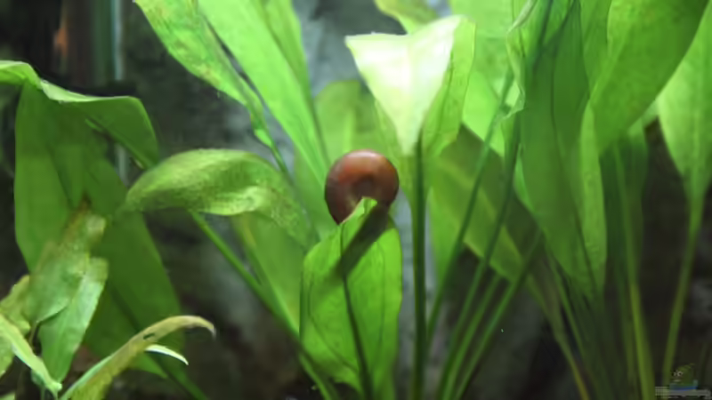 Posthornschnecke ´Orange´ von Domenico W. (11)