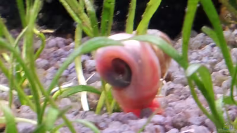 Posthornschnecke rot/ orange von Erschreckerbär (9)