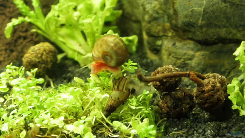 Posthornschnecke und Turmdeckelschnecke von SouthAmerica (74)