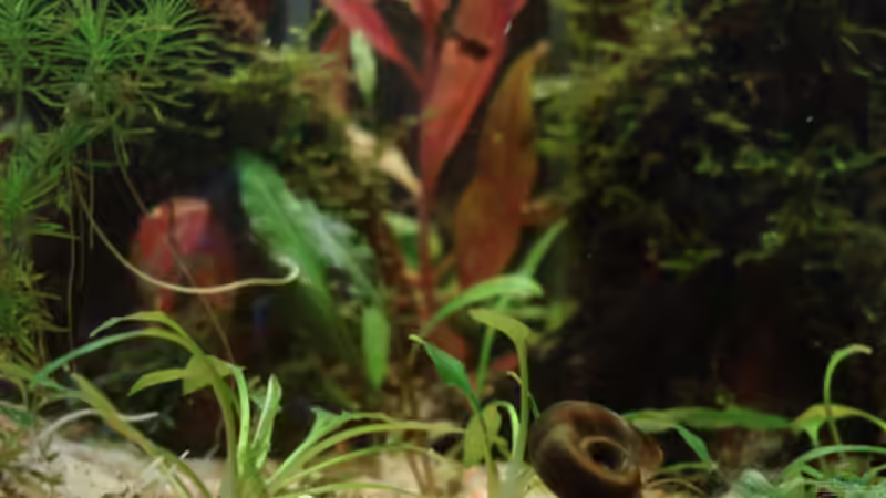 Posthornschnecke unterwegs! von Aquilegia (20)