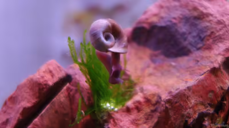 Posthornschnecke von Bernde (15)