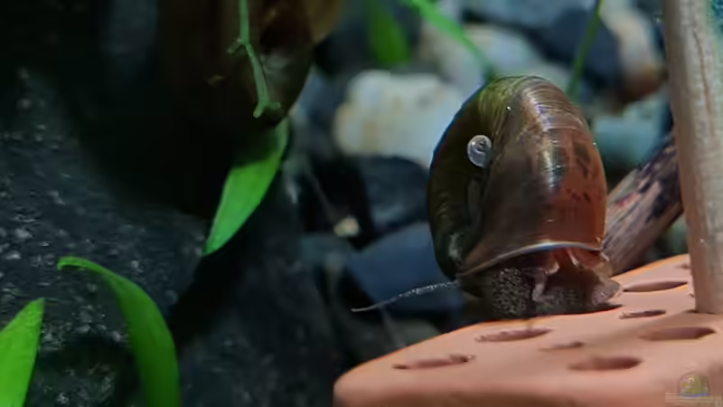 Posthornschnecke von David Schneider Aquaristik (49)