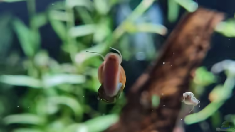 Posthornschnecke von David Schneider Aquaristik (50)