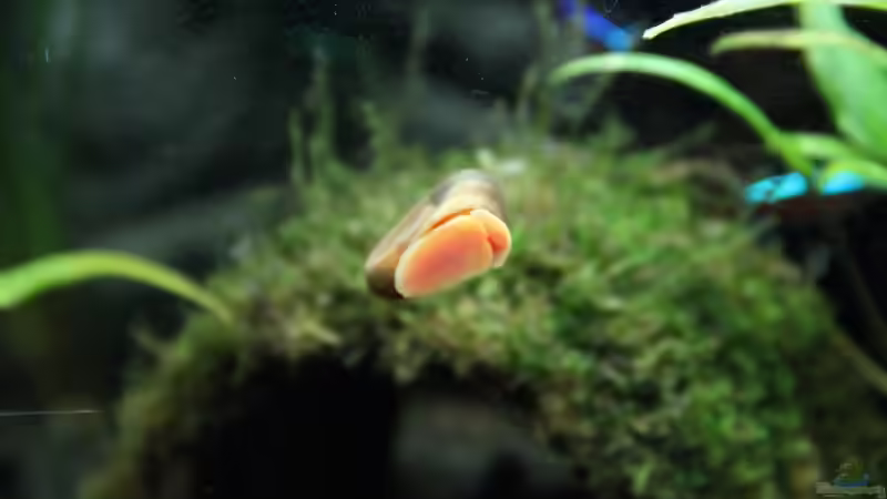 Posthornschnecke von Domenico W. (15)