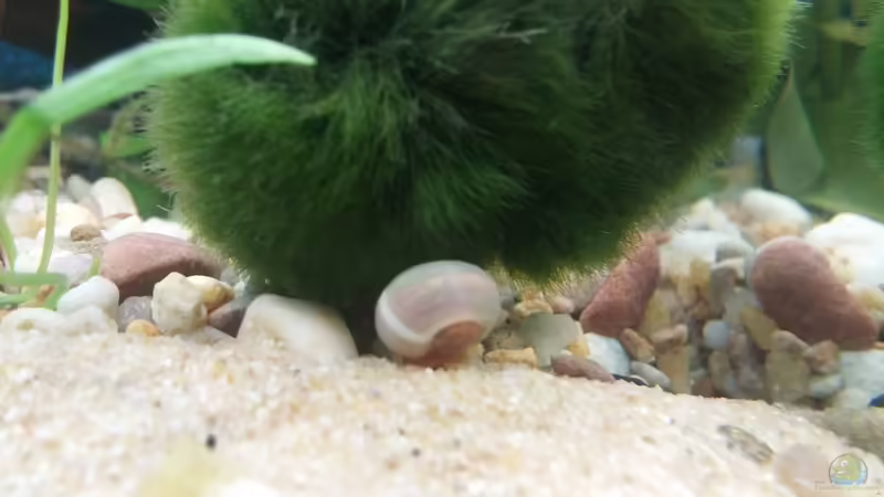 Posthornschnecke von KleinerPlaty (27)