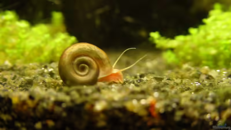 Posthornschnecke von kleintommy (17)