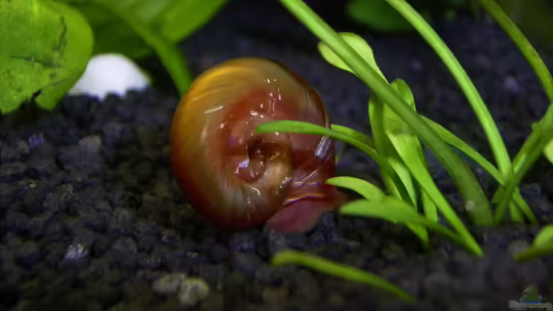 Posthornschnecke von Lena Maier (4)