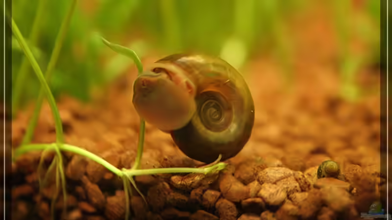 Posthornschnecke von Moerser (6)