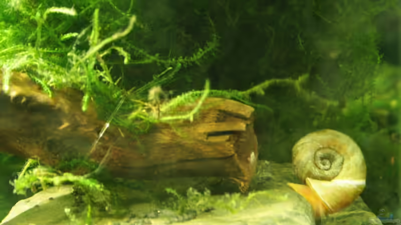 Posthornschnecke von SouthAmerica (73)