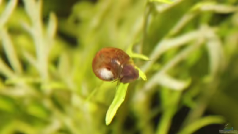 Posthornschnecke von Stefan Hartl (15)